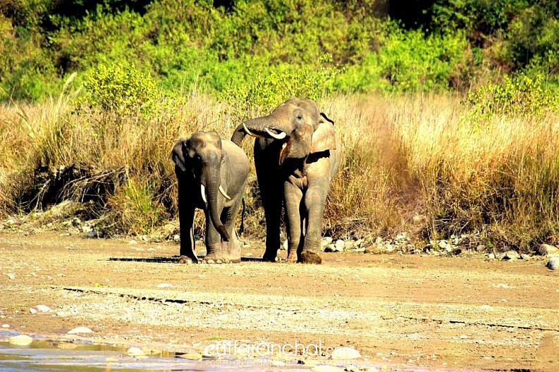wildlife in rajaji national park