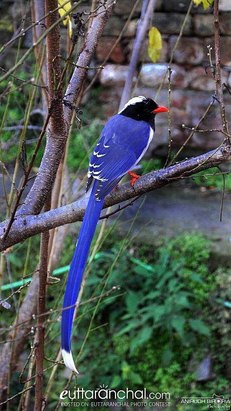 The red-billed blue magpie