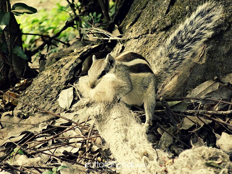 Squirrel taking wool for his child . . going to birth. .
