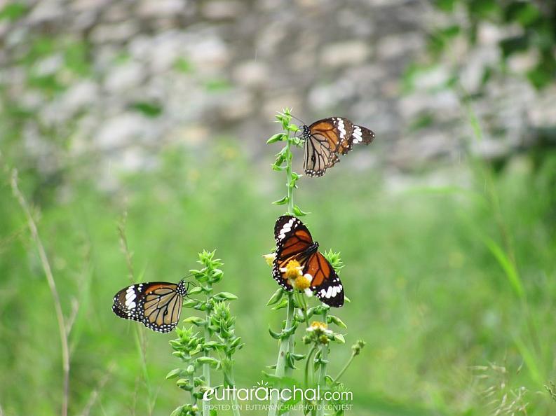 Our Uttarakhand : Heaven for Butterflies