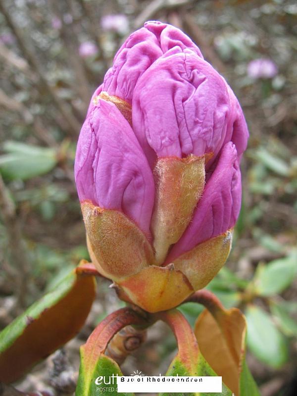 Bud of rhododendron