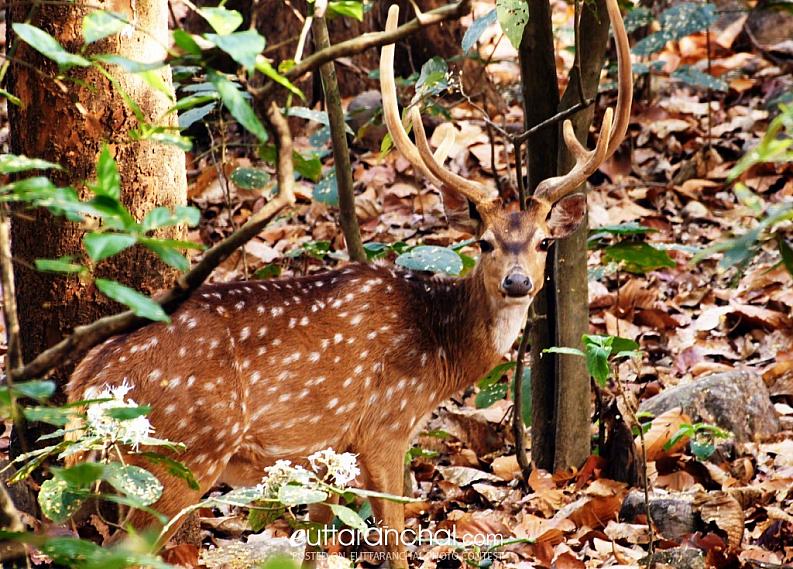 The spotted deer with antlers