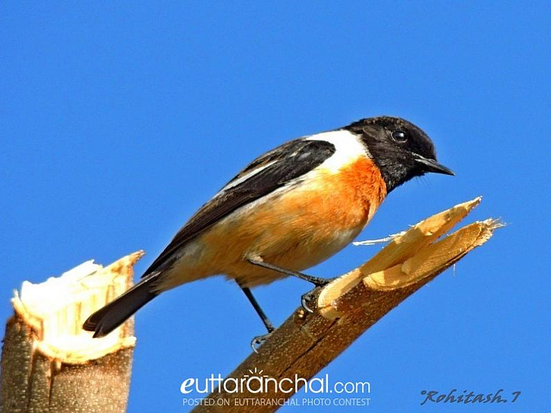 The Siberian Stonechat/ Asian Stonechat