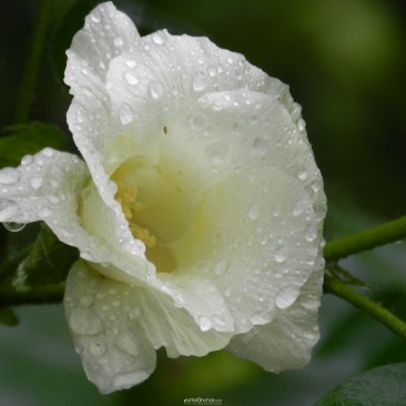 Alluring Cotton Flower