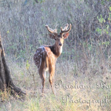Deer at cheela range of Rajaji national Park