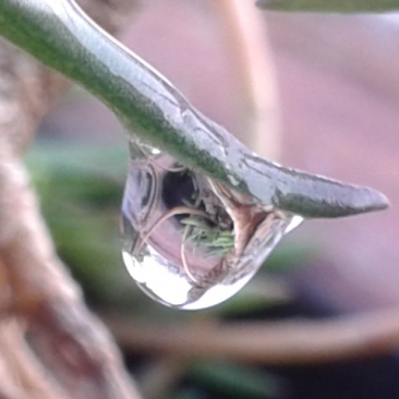 Flower pot in a water drop
