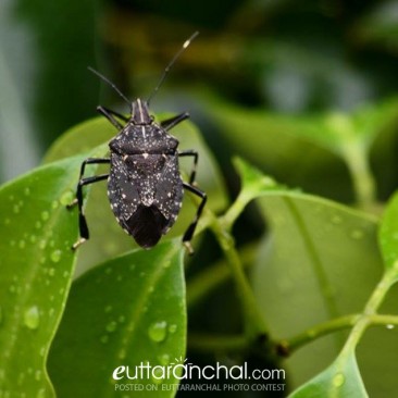 “Let’s go for a damp stroll “- said this insect